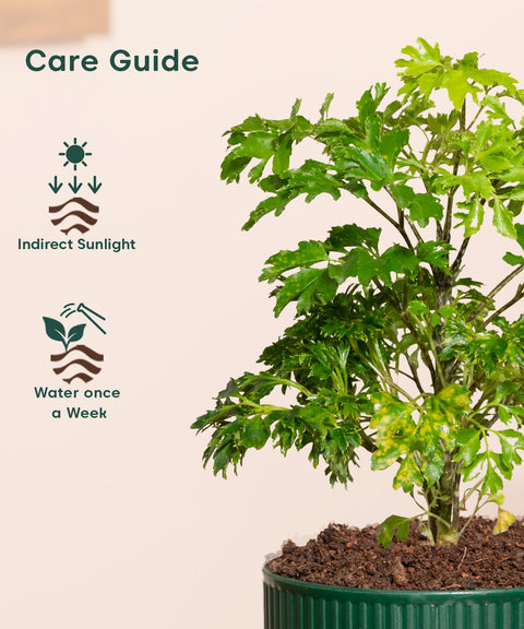 Aralia Green Plant With Mylo Planter