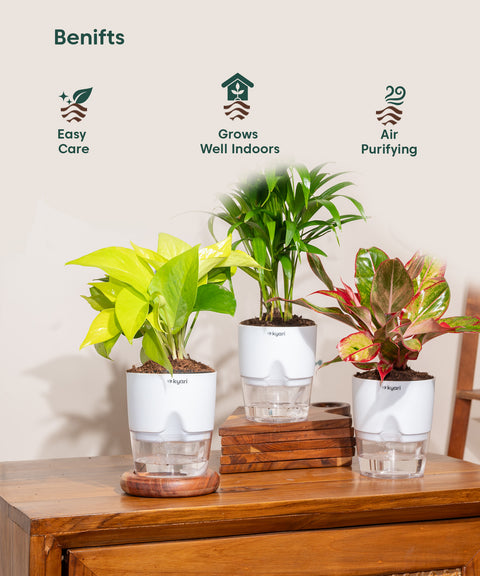 Decorative Plant Combo – Set of 3