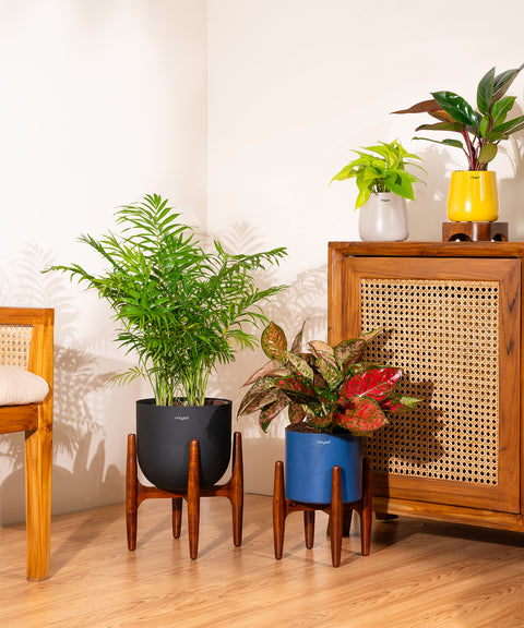 Areca Palm Plant With Self Watering Pot