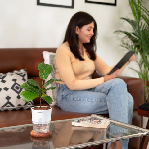 Fiddle Fig Plant - BYOB