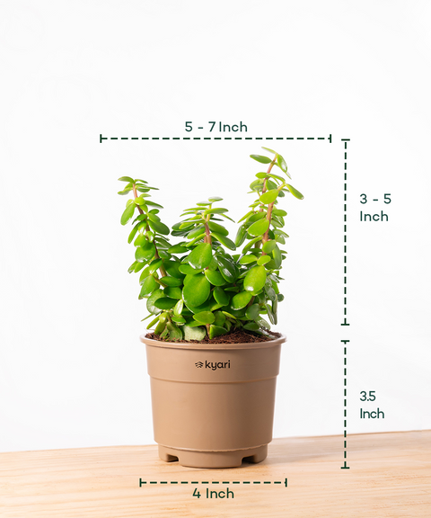 Lucky Jade Plant With Grow Pot - BYOB