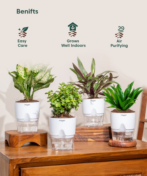 Set of 4 - Aglaonema Snow White, Dracaena Compacta, Rhoeo Tricolor & Lucky Jade Plants