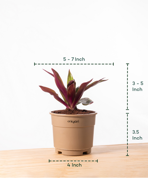 Rhoeo Tricolor Plant With Grow Pot