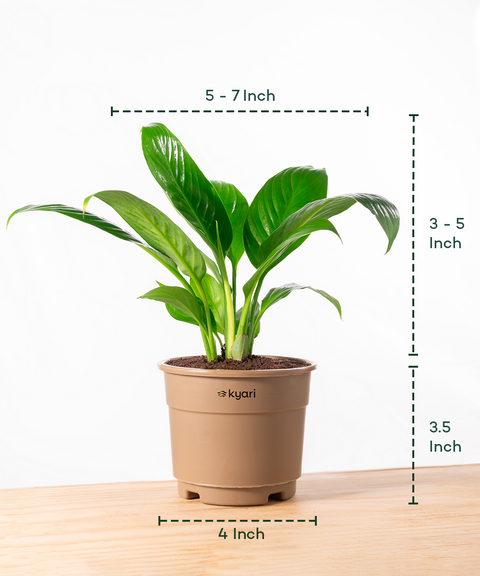 Peace Lily Plant With Grow Pot