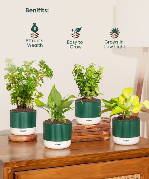 Set of 4 Mylo - Lucky Jade, Golden Money, Peace Lily, Aralia Green