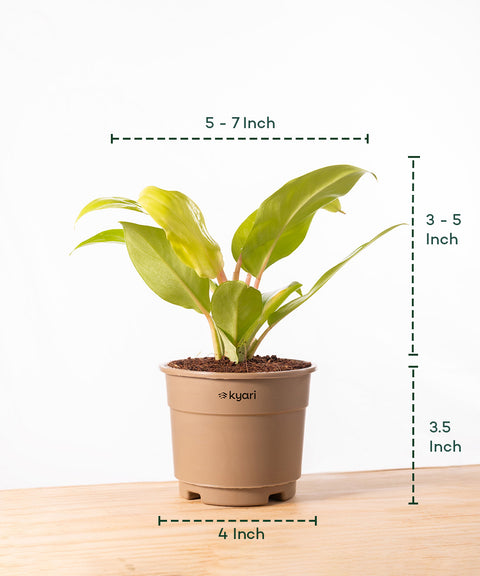 Philodendron Ceylon (Golden) Plant With Grow Pot - BYOB