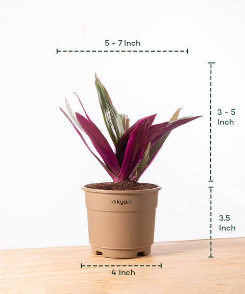 Oyster Plant With Grow Pot