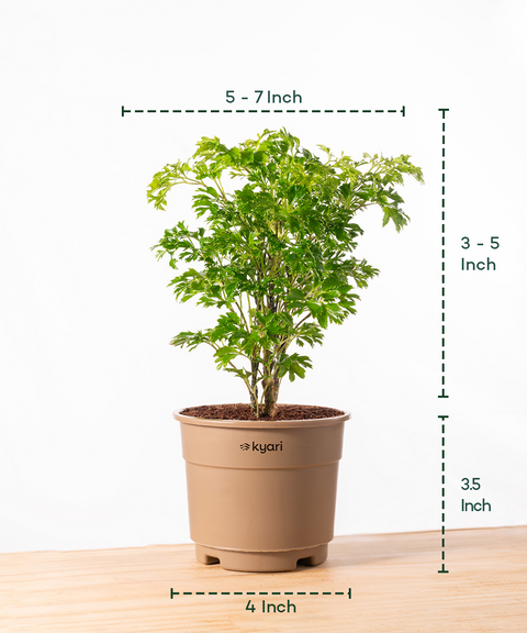 Aralia Green Plant With Grow Pot - BYOB