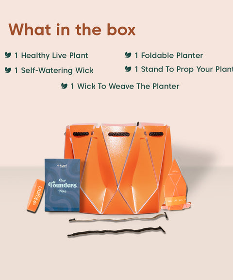 Aglaonema Snow White Plant With Self Watering Pot