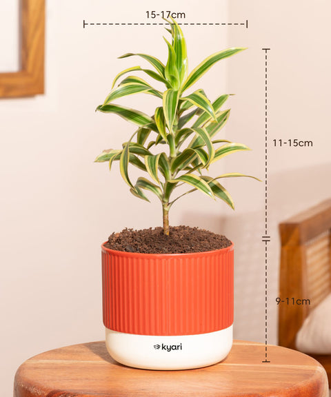 Decorative Indoor Plant Combo – Set of 5