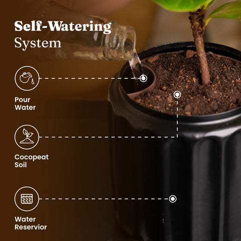 Syngonium Pixie White Plant with Medium Metal Self Watering Pot