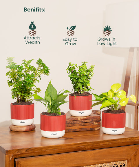 Set of 4 Mylo - Lucky Jade, Golden Money, Peace Lily, Aralia Green