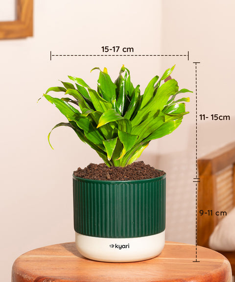 Set of 5 Mylo -Green Snake, Golden Hahnii Snake, Lucky Jade, Daracena Compacta, Peace Lily