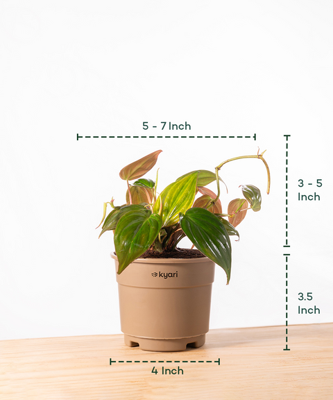 Philodendron Micans Plant With Grow Pot - BYOB