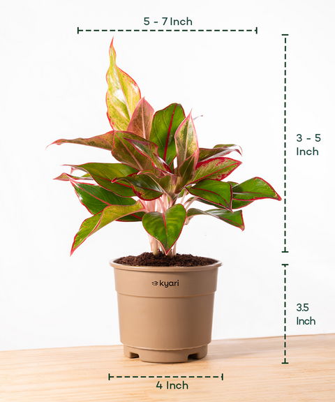 Aglaonema Lipstick Plant With Grow Pot - BYOB