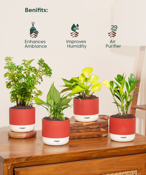 Set of 4 Mylo -Zamia Green, Aralia Green, Peace Lily, Golden Money