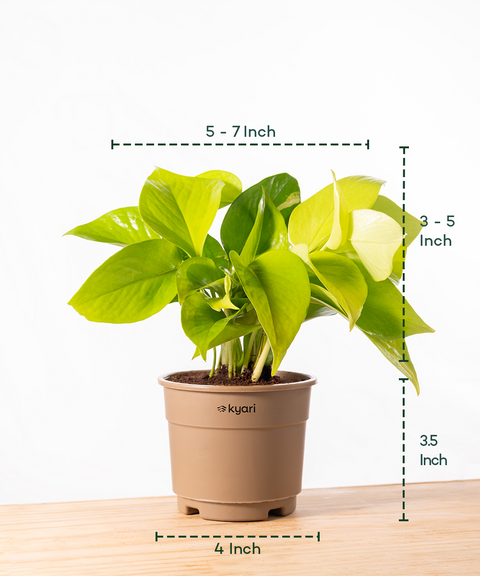 Golden Money Plant With Grow Pot - BYOB