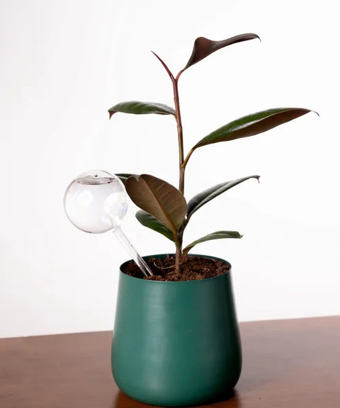 Plant Watering Globe