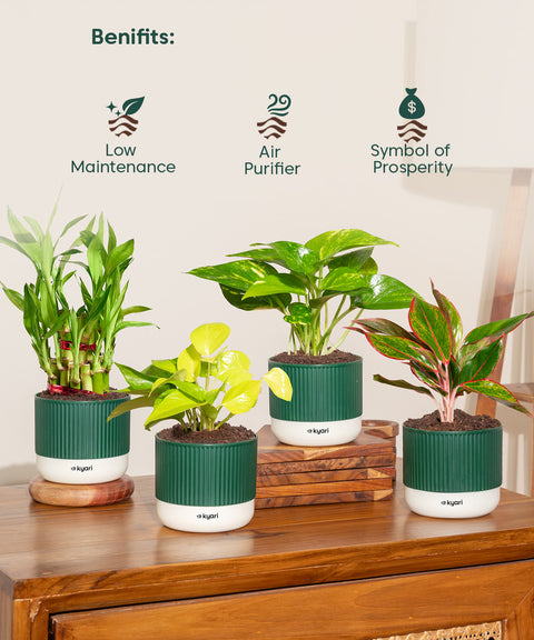 Set of 4 Mylo -Lucky Bamboo, Money Variegated, Golden Money, Aglaonema Lipstick