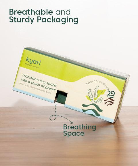 Golden Hahnii Snake Plant BYOB Exclusive