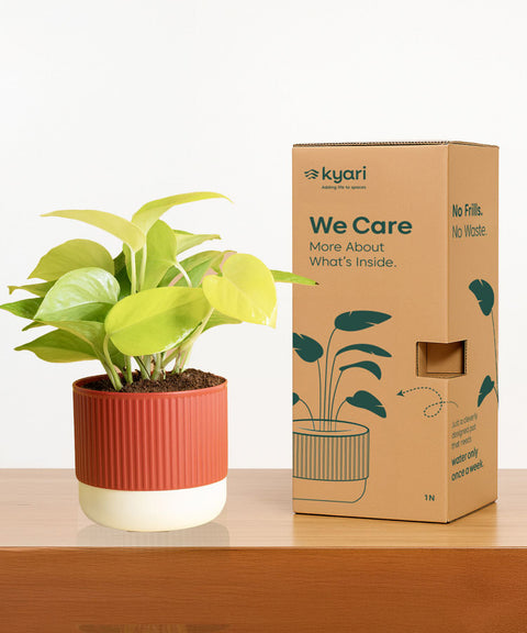 Aralia Green Plant With Mylo Planter