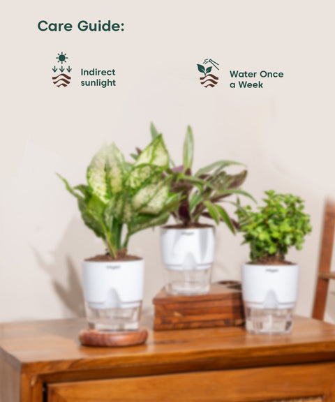 Set of 3 - Aglaonema Snow White, Rhoeo Tricolor & Lucky Jade Plant