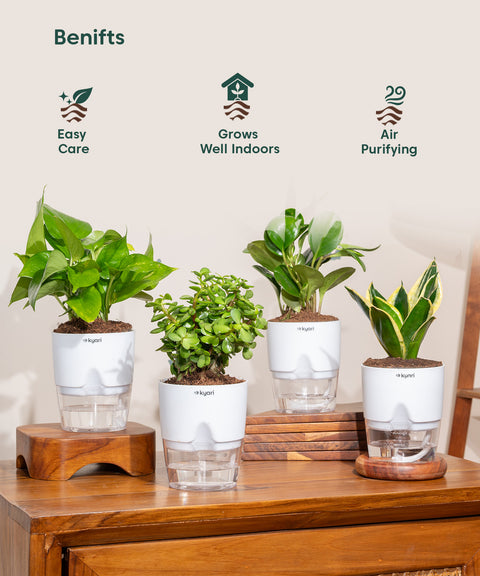 Set of 4 - Peperomia Green, Lucky Jade, Golden Hahnii Snake & Money Variegated Plant