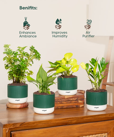 Set of 4 Mylo -Zamia Green, Aralia Green, Peace Lily, Golden Money
