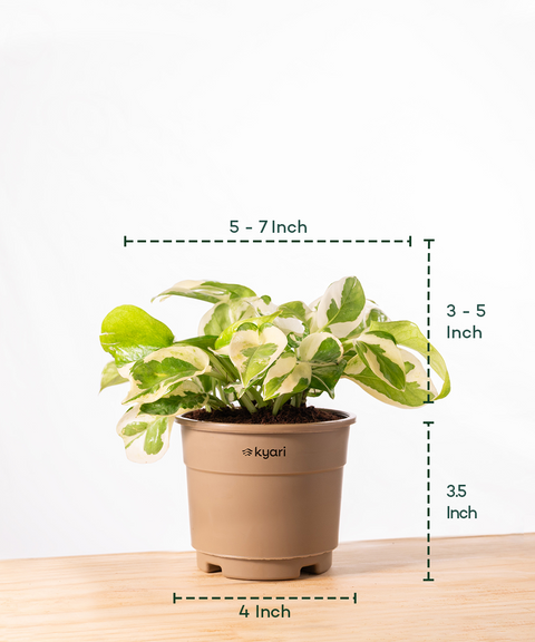 Money N'Joy Plant With Grow Pot - BYOB