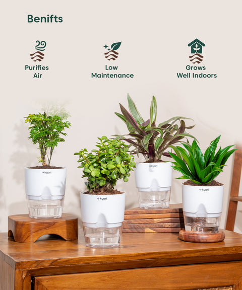 Set of 4 - Aralia Green, Dracaena Compacta, Rhoeo Tricolor & Lucky Jade Plants