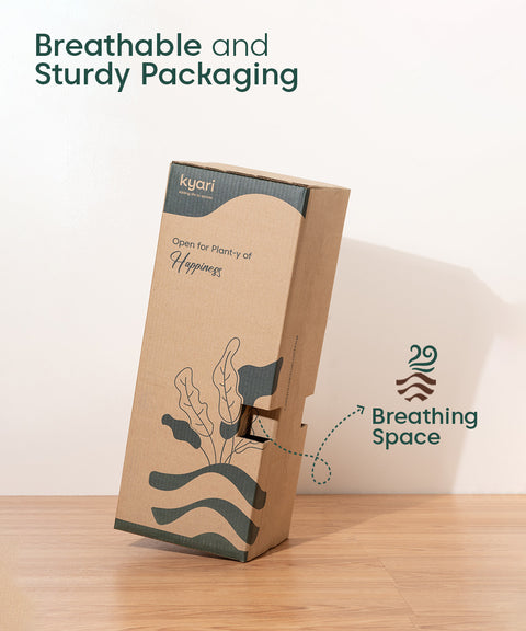 Bamboo Palm Plant with Large Metal Self Watering Pot