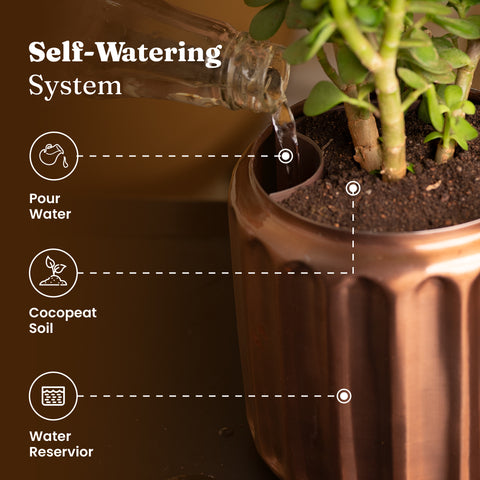 Betel Leaf Plant with Medium Metal Self Watering Pot