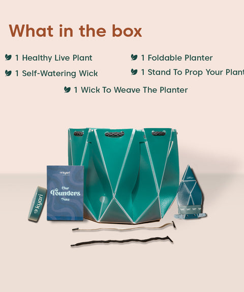 Song Of India Plant With Repot