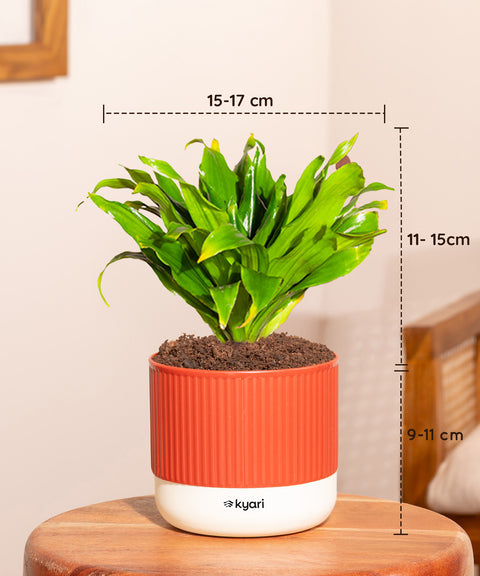 Set of 5 Mylo -Green Snake, Golden Hahnii Snake, Lucky Jade, Daracena Compacta, Peace Lily