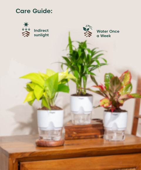 Decorative Plant Combo – Set of 3
