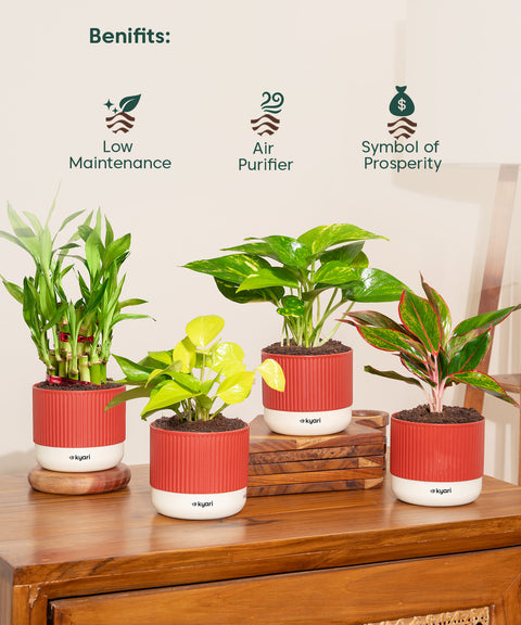 Set of 4 Mylo -Lucky Bamboo, Money Variegated, Golden Money, Aglaonema Lipstick