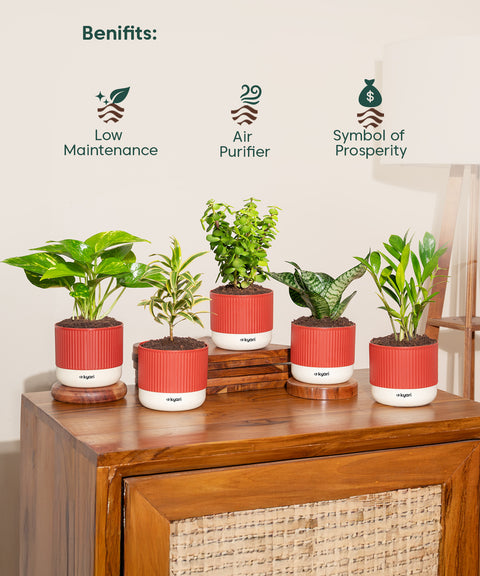 Set of 5 Mylo -Song of India, Money Variegated, Zamia Green, Green Snake, Lucky Jade