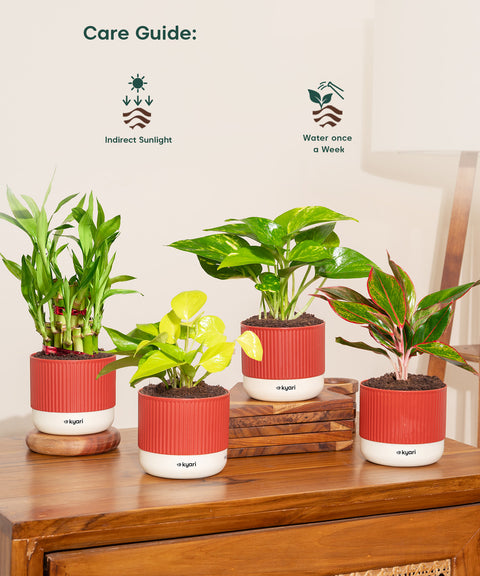 Set of 4 Mylo -Lucky Bamboo, Money Variegated, Golden Money, Aglaonema Lipstick