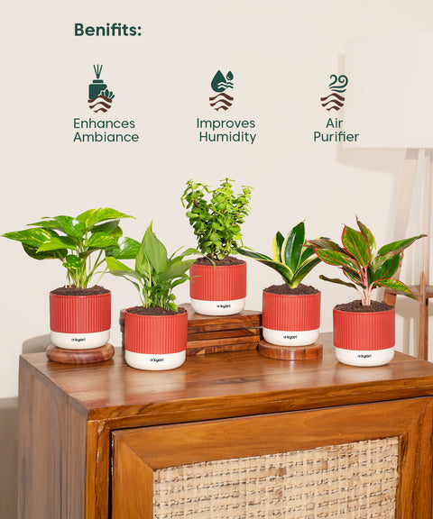 Set of 5 Mylo -Lucky Jade, Money Variegated, Peace Lily, Golden Hahnii Snake, Aglaonema Lipstick