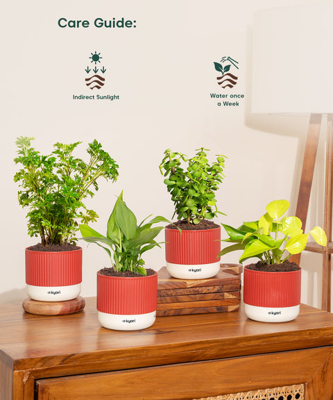 Set of 4 Mylo - Lucky Jade, Golden Money, Peace Lily, Aralia Green