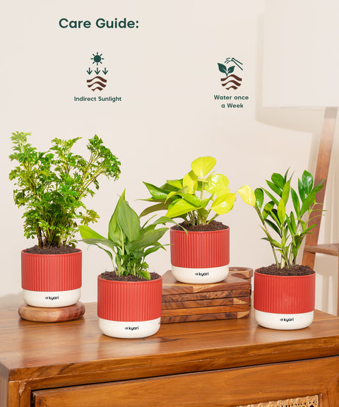Set of 4 Mylo -Zamia Green, Aralia Green, Peace Lily, Golden Money