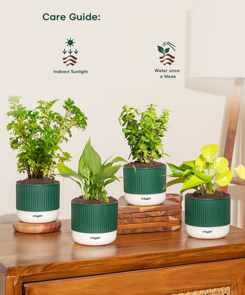 Set of 4 Mylo - Lucky Jade, Golden Money, Peace Lily, Aralia Green