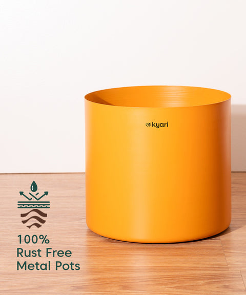 Bamboo Palm Plant with Large Metal Self Watering Pot