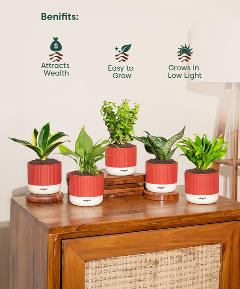 Set of 5 Mylo -Green Snake, Golden Hahnii Snake, Lucky Jade, Daracena Compacta, Peace Lily