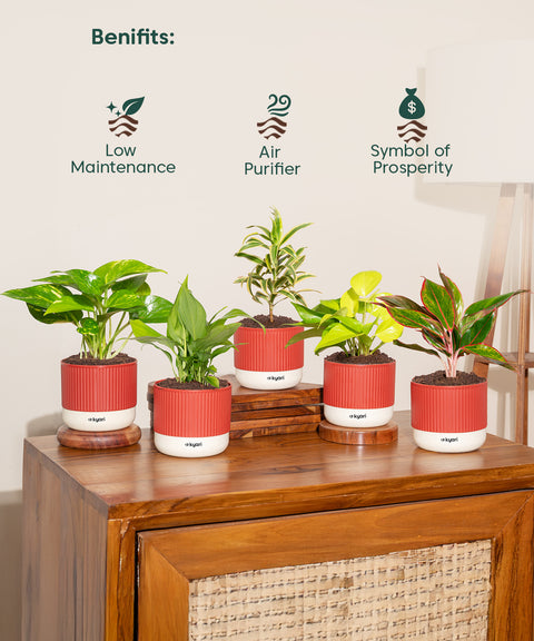 Set of 5 Mylo -Aglaonema Lipstick, Golden Money, Peace Lily, Money Variegated, Song of India