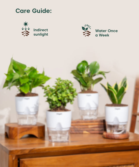 Set of 4 - Peperomia Green, Lucky Jade, Golden Hahnii Snake & Money Variegated Plant