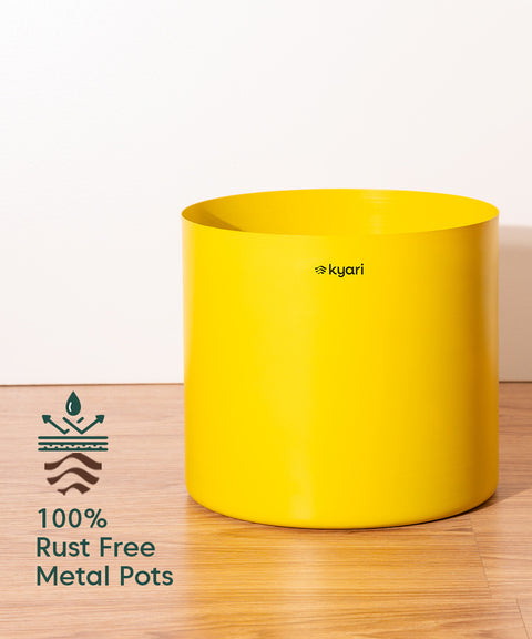 Bamboo Palm Plant with Large Metal Self Watering Pot