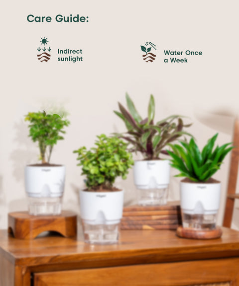 Set of 4 - Aralia Green, Dracaena Compacta, Rhoeo Tricolor & Lucky Jade Plants