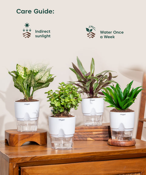 Set of 4 - Aglaonema Snow White, Dracaena Compacta, Rhoeo Tricolor & Lucky Jade Plants