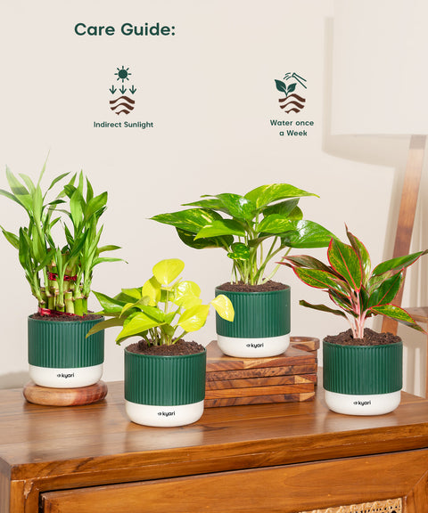 Set of 4 Mylo -Lucky Bamboo, Money Variegated, Golden Money, Aglaonema Lipstick